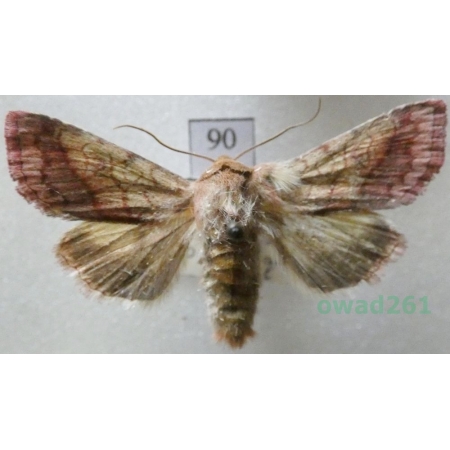 Pyrrhia purpura (Hübner, 1817) Czech90